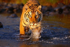 Tygrysy bengalskie w przyrodzie: najciekawsze fakty Tygrysy bengalskie w przyrodzie: najciekawsze fakty